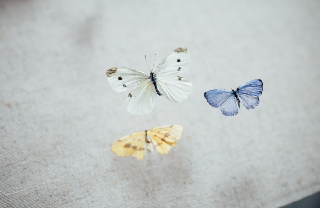 small pinned moths