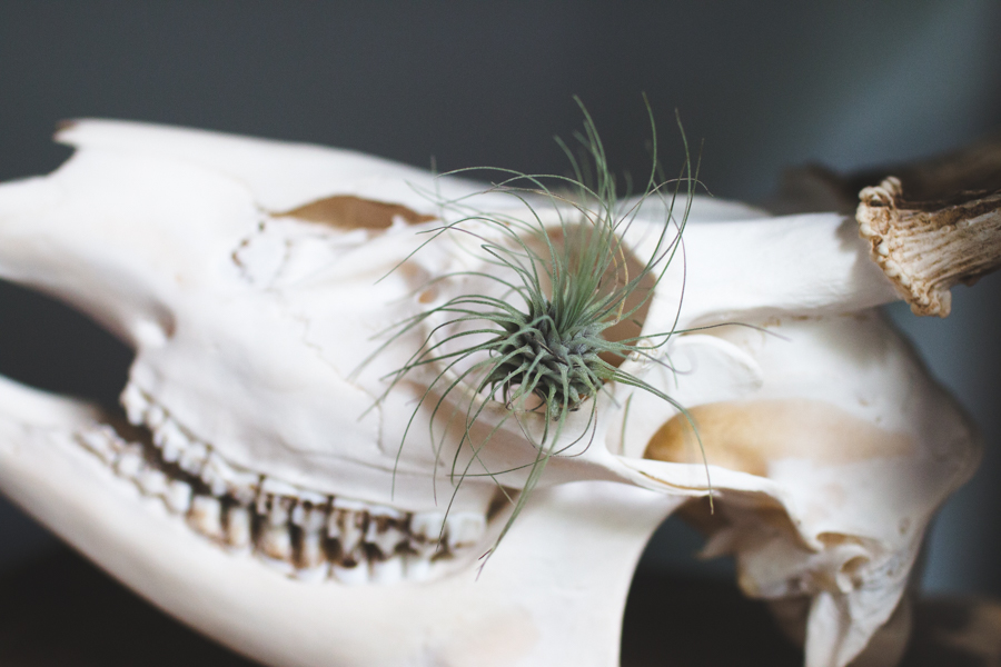 deer skull, air plant display