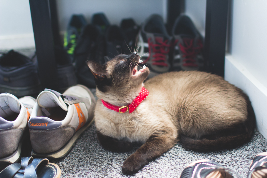 cat yawn, weird cat, funny cat photos, cat in bowtie