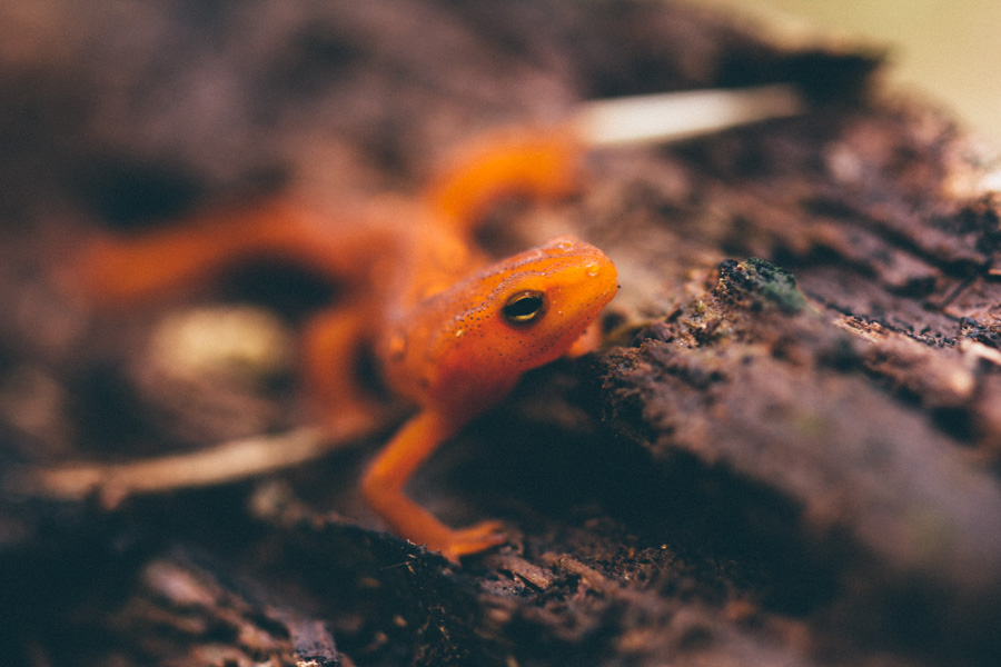 eastern spotted newt, eft