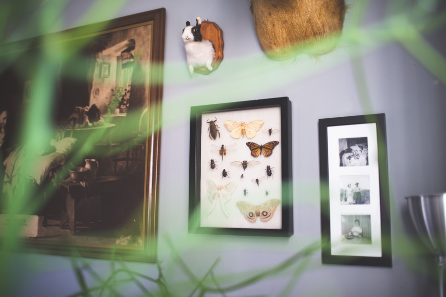 insect collection, bugs, shot through plants, bunny taxidermy