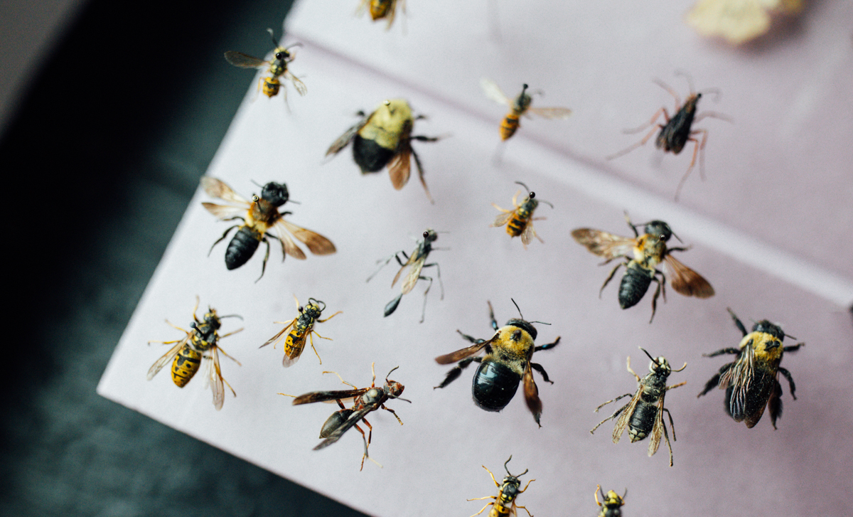 Beginner's Guide to Insect Pinning Resources THE DAINTY SQUID