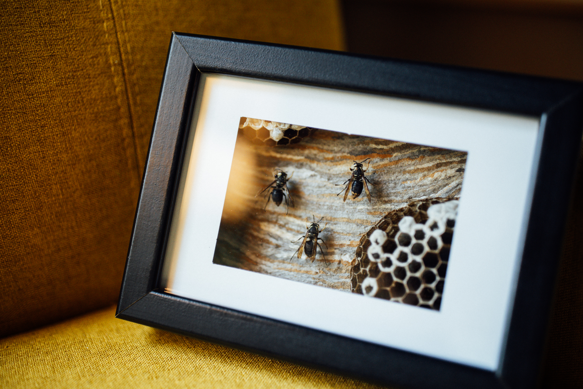 hornet's nest shadow box - THE DAINTY SQUID